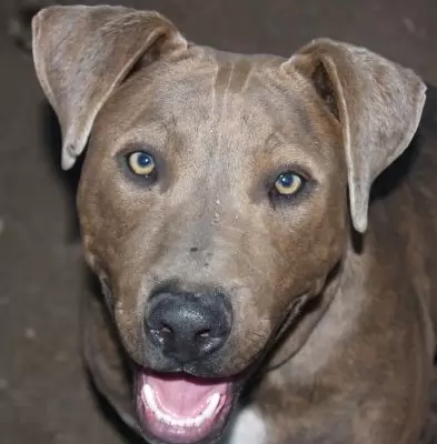 Harvey - family dog