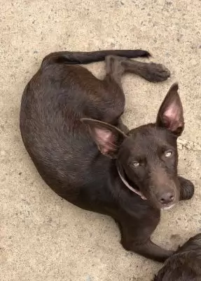 Hazel