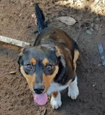 Heidi