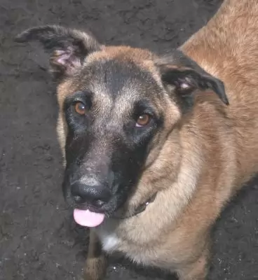 Honey - a very loving Belgian Shepher Malinois Dog