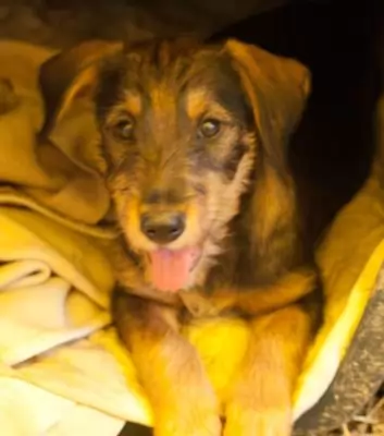 Howie - adoption pending
