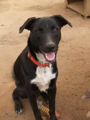 INDY BORDER COLLIE CROSS