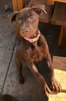 Inga