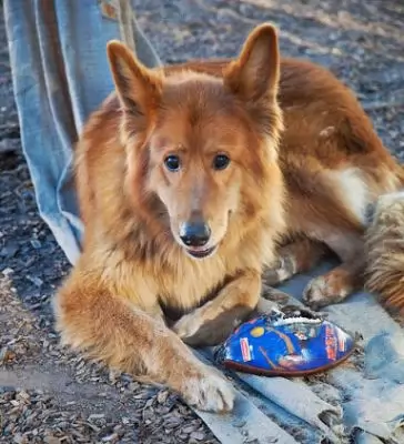 Jake2 - adoption pending