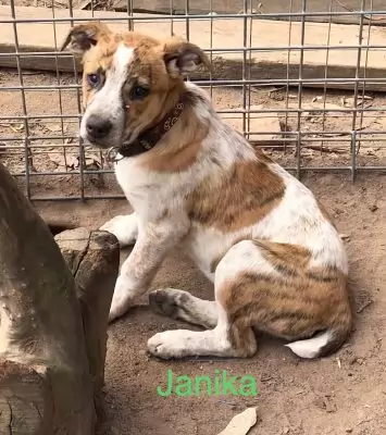 Janika