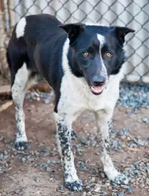 Jax - on hold adoption pending