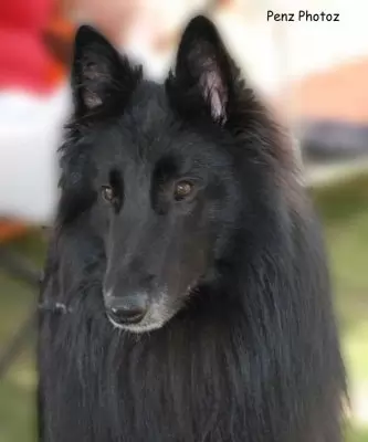 Jedi - competitive agility or obedience