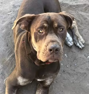 Jedro