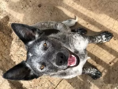 Jess on hold adoption pending