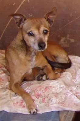 Jessica - adoption pending