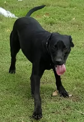 Jett2