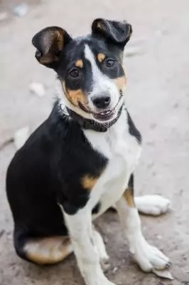 JJ
