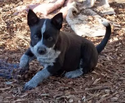 Kali - on hold adoption pending