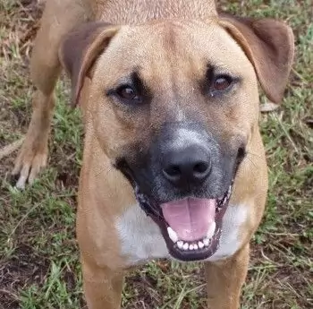 Kaos - medium male staffy cross dog