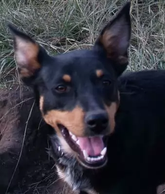 Keeley - the agility dog - adoption pending