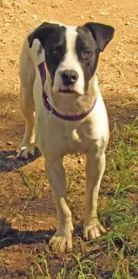 Koda