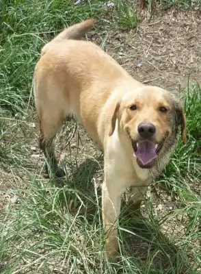 Kody - adoption pending