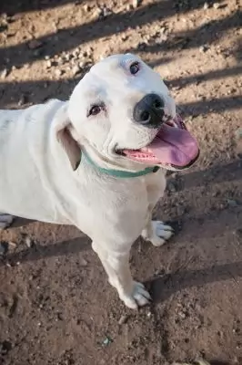 Koko