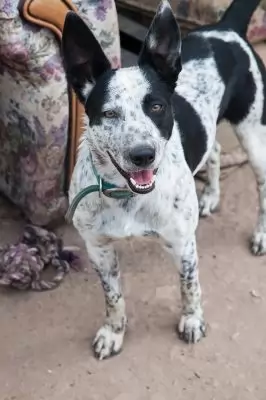 Kora