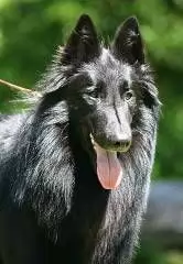LEGEND - BELGIAN SHEPHERD PUREBRED REGISTERED