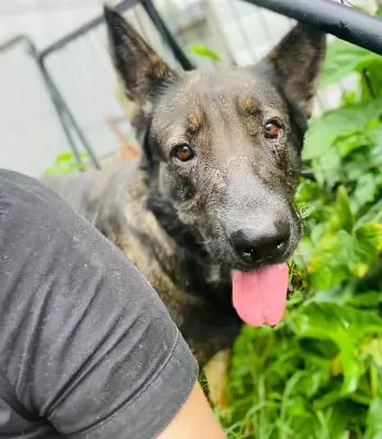 Letty - on hold pending adoption
