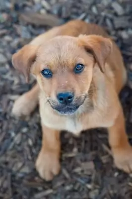 Little Asha - adoption pending