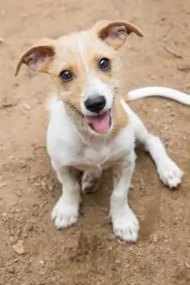Little Frankie