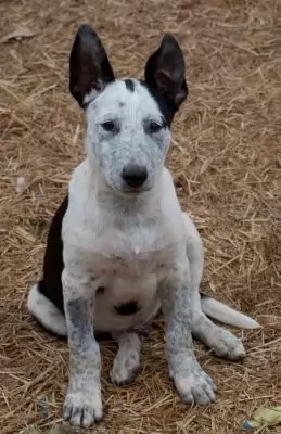 Loki
