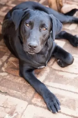 Louie