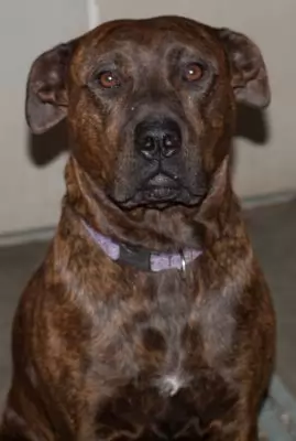Maddy- Great Family Dog