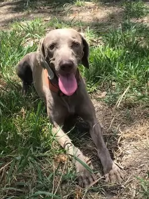 Maggie