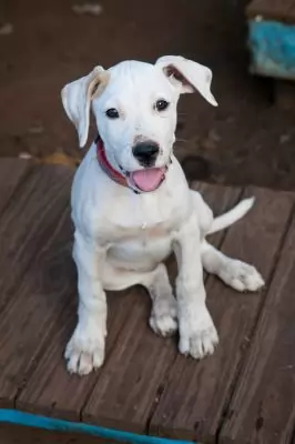 Majella - on hold adoption pending