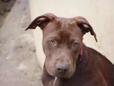 Male Staffy Kelpie Puppy - Linc