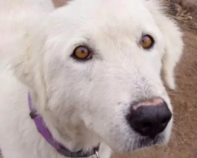 Maremma - Livestock guardian dog Milly3