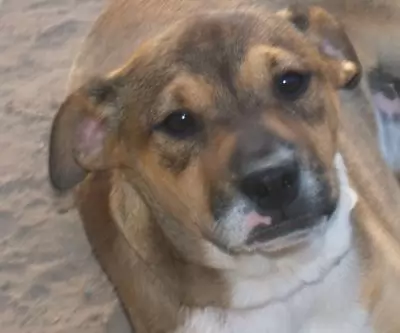 Why Adopt a Dog