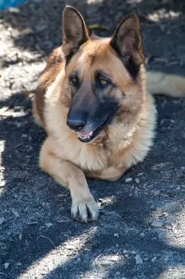 Max5