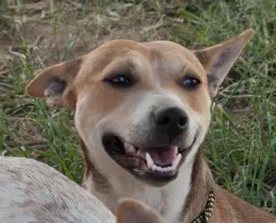 Mia4 - adoption pending