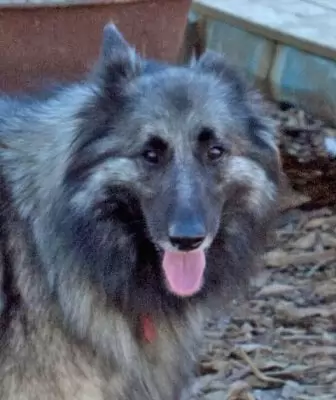 Miss Bella
