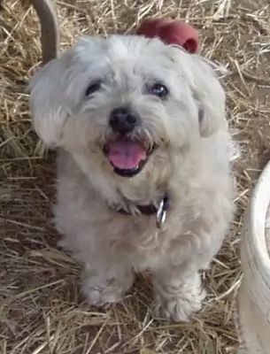 Miss Molly