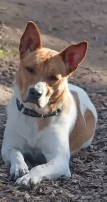 Miss Molly