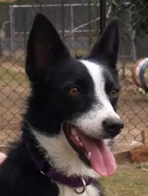 Mitsy - our athletic but shy little girl