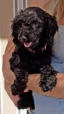 Mojo