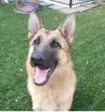 Molly - a very loving dog