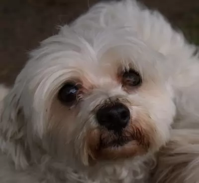 Molly