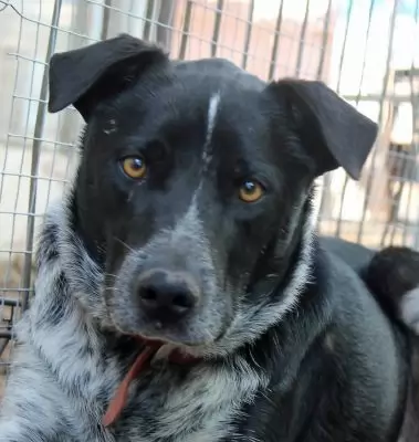 Mr Muddy - on hold pending adoption