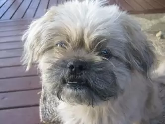 Muffy