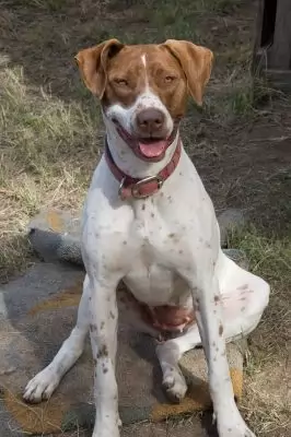 Myra