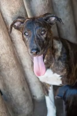 Nahla