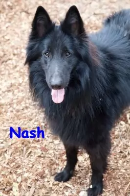 Nash - on hold