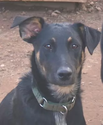 NESSIE KEESHUND KOOLIE CROSS